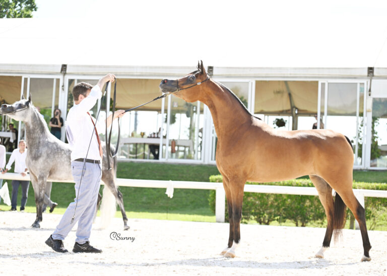 D Dawaly, Gold Medal Senior Mare, by Sunny