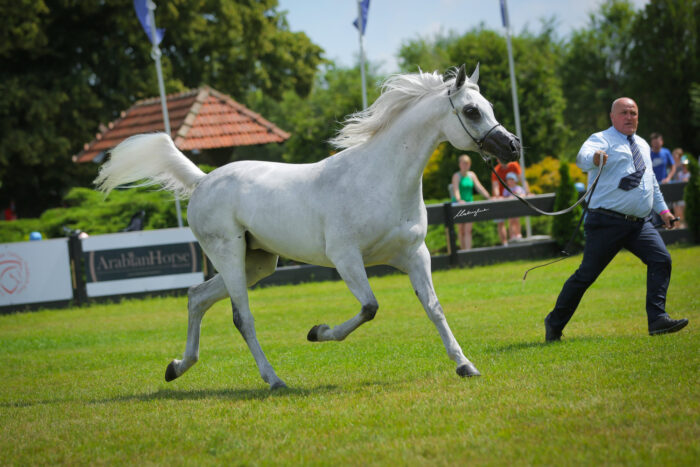 Hulina, 2nd place in the class of 10 and older mares, by Patrycja Makowska
