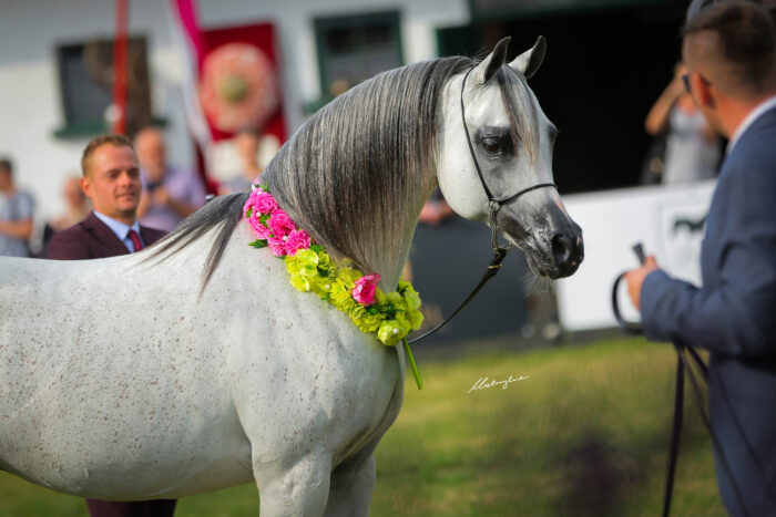 Alfabia Aragon Ex. Magnokbey, Gold Medal Senior Stallion, by Patrycja Makowska