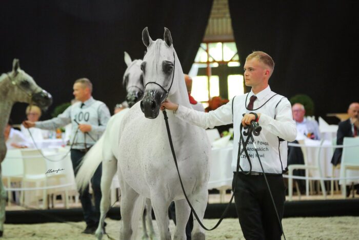 Patanga, Best Race Horse of the Polish Nationals, fot. Ewa Imielska-Hebda