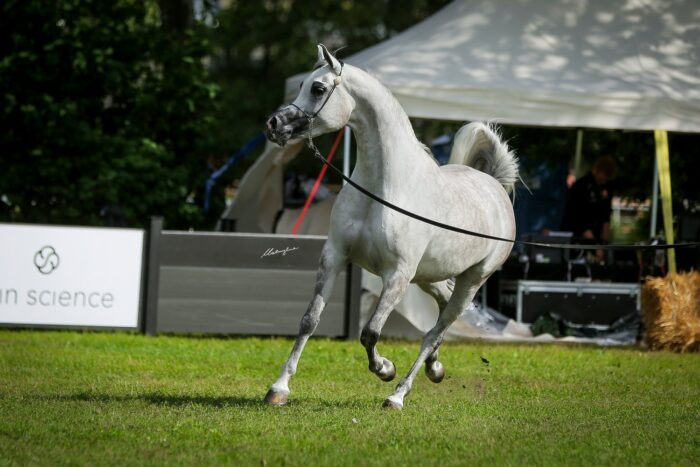 D Leen, Złoty Medal Klaczy Młodszych, Sopot Arabian Horse Show 2023, fot. Patrycja Makowska