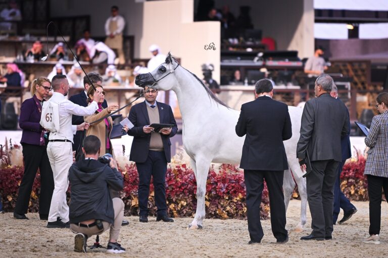 TM Bella, 1st place in the 3 year old fillies class (section A), by Ewa Imielska-Hebda