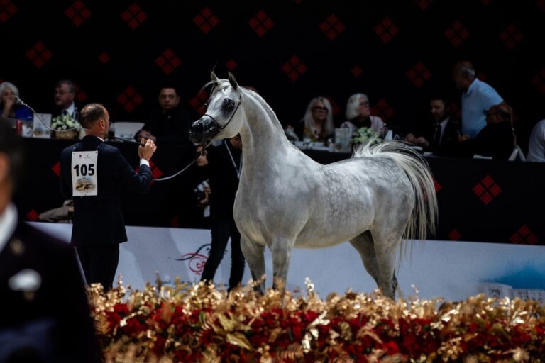 AJ Kayya, bred and owned by Ajman Stud - current leader of the mares ranking