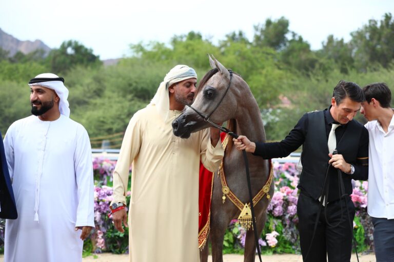 Złoty Medal w Czempionacie Klaczy Rocznych: D Nafayes (D Seraj x D Danat / SG Labib) – hod. i wł. Dubai Arabian Horse Stud