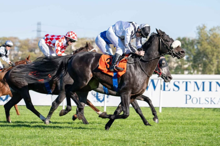 Uważany przede wszystkim za średniodystansowca Rasmy Al Khalediah sprawił w końcówce sezonu 2024 sporą niespodziankę, wygrywając Nagrodę Porównawczą (2400 m). Fot. Tor Wyścigów Konnych Służewiec