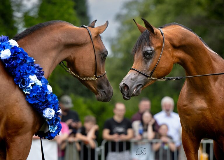 El Primero (Has Rasheed – Elprima / Wadee Al Shaqab) – Złoty Czempion Ogierków Rocznych, oraz Dytwin (Morion – Dama Róż / Vitorio TO) – Srebrny Czempion Ogierków Rocznych Białka 2025 – Fot. Magdalena Muraszko-Kowalska