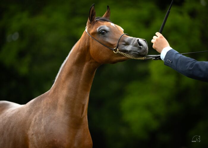 Złoty Czempion Ogierków Rocznych: numero uno, czyli El Primero – Fot. Magdalena Muraszko-Kowalska