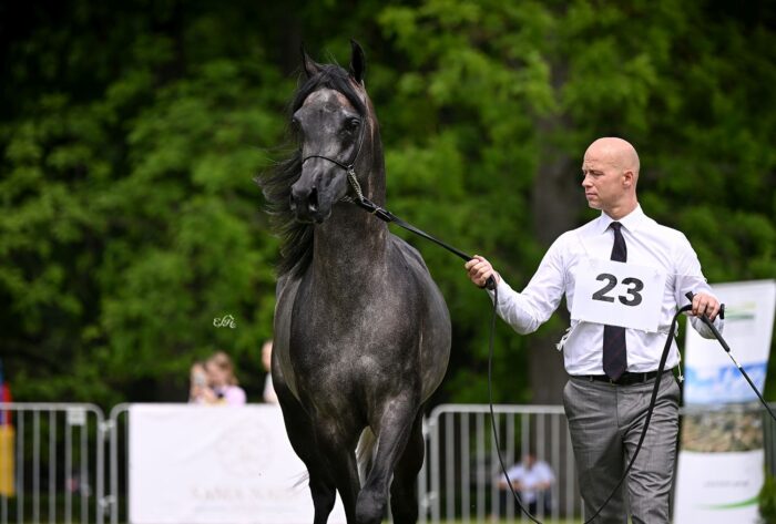 Panier (EKS Farajj – Paprotnia/Elgast) – Srebrny Czempion Ogierów Młodszych Białka 2025 – Fot. Ewa Imielska-Hebda