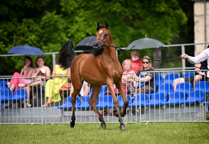 Psyche Alia (Nahil Al Khalediah – Psyche Victoria / Ekstern) – Złota Czempionka Klaczek Rocznych oraz zdobywczyni tytułu Best in Show Białka 2025 – Fot. Ewa Imielska-Hebda