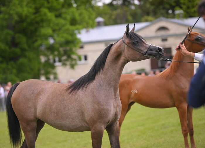 Zanella (Mutabahi Al Hawajer – Zigi Zara / Shanghai E.A.) – Srebrna Czempionka Klaczek Rocznych Białka 2025 – Fot. Ewa Imielska-Hebda