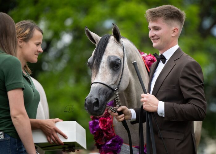 Elzoya (Prometeusz – Euzona / Om El Bellissimo) – Srebrna Czempionka Klaczy Młodszych oraz zdobywczyni Nagrody Specjalnej za Najlepszy Ruch Pokazu Białka2025 – Fot. Magdalena Muraszko-Kowalska