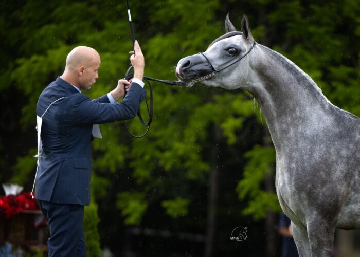 Ekarosa (Paris – Emandoria / Gazal Al Shaqab) – Brązowa Czempionka Klaczy Młodszych Białka 2025 – Fot. Magdalena Muraszko-Kowalska