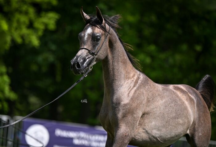 Aaron (KA Nabras – Anielka / Ekstern) – Brązowy Czempion Ogierków Rocznych Białka 2025 – Fot. Ewa Imielska-Hebda