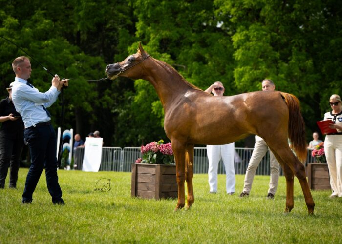 Parita (Mutabahi Al Hawajer – Paterna / Eden C) – Brązowa Czempionka Klaczek Rocznych Białka 2025 – Fot. Magdalena Muraszko-Kowalska