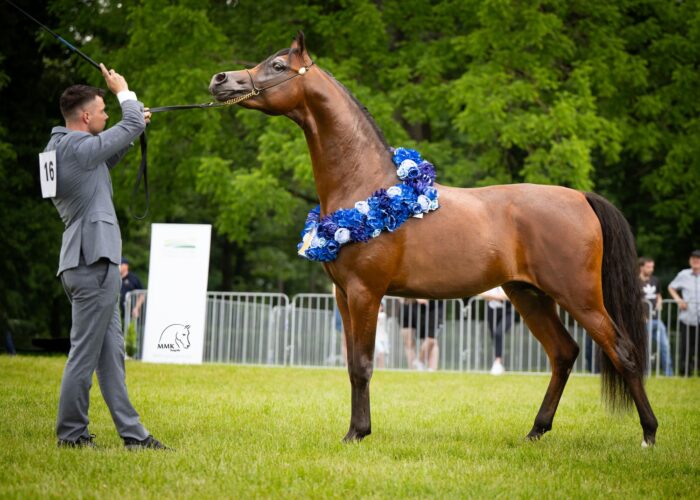 Palatyn PA (Morion – Prasada PA / Empire) – Złoty Czempion Ogierów Młodszych Białka 2025 – Fot. Magdalena Muraszko-Kowalska