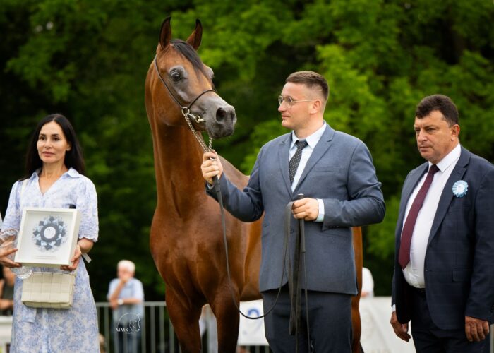Fawoniusz (Wolare – Finga / Genetrix) – Brązowy Czempion Ogierów Młodszych Białka 2025 – Fot. Magdalena Muraszko-Kowalska