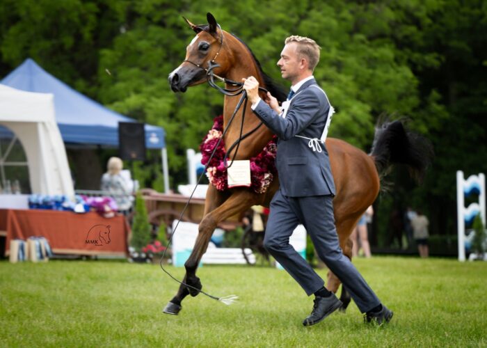 Psyche Alia (Nahil Al Khalediah – Psyche Victoria / Ekstern) – zdobywczyni tytułu Best in Show Białka 2025 – Fot. Magdalena Muraszko-Kowalska