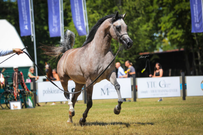 Katarina AO (Raoud Albidayer – Kadira of Sinus / Fadi Al Shaqab), bred by and owned by Adam Ochmann and Polia Arabians – Photo by Patrycja Makowska