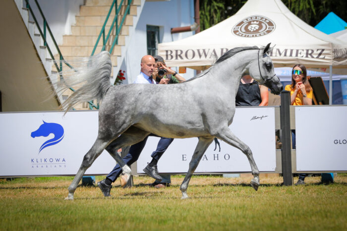 Estymacja FA (Empower – Estema / Emerald J), bred by Krzysztof Goździalski and Falborek Arabians, owned by JP Training Center (Joanna Wojtecka and Paweł Kozikowski) – Photo by Patrycja Makowska