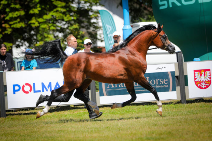 Ames JR (Psytadel – Altara / Gazal Al Shaqab), bred and owned by Janusz Ryżkowski and Unistud – Photo by Patrycja Makowska