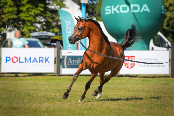 El Soray LJ (Star Farid – El Soraya / Wadee Al Shaqab), bred and owned by Leszek Jarmuż and Kębliny Stud – Photo by Patrycja Makowska
