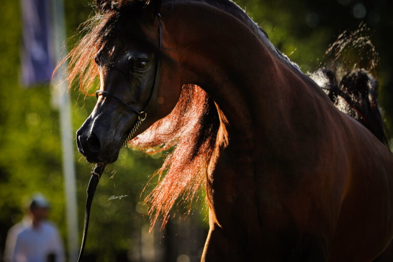 Nisser Babel (Sinharib Babel – AJ Nasheeda / AJ Portofino), bred and owned by Hekmat Al Shareif and Wieża Babel Stud – Photo by Patrycja Makowska