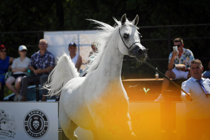 Diodora (Zeus EA – Druhna / Ensenator), bred and owned by Petroniusz Frejlich and Petronius Arabians – Photo by Patrycja Makowska