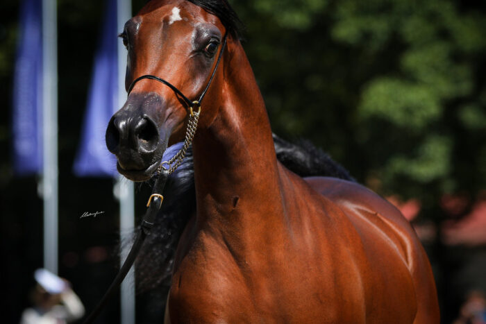Pieszczota (Belmari – Pericola / Kahil Al Shaqab), bred and owned by Białka Stud – Photo by Patrycja Makowska