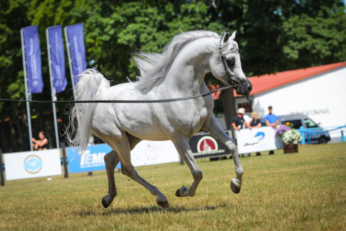 Palissander SW (Raoud Albidayer – Pilarosa / Al Adeed Al Shaqab), bred by Nina Suskievicova and Suweco Stud, owned by Adam Ochmann and Polia Arabians – Photo: Patrycja Makowska