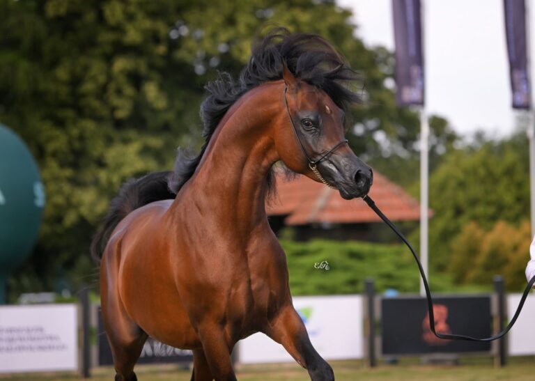 Nisser Babel running for the Gold Medal in the Senior Stallion Championship at the B-International show – Photo by Ewa Imielska-Hebda