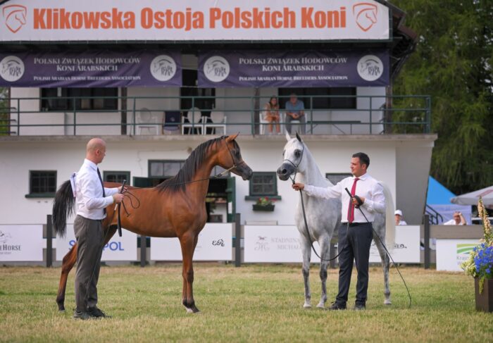 Gellatto bred by Jan Głowacki and Wildanova from Michałów – the crème de la crème of the International show – Photo by Ewa Imielska-Hebda