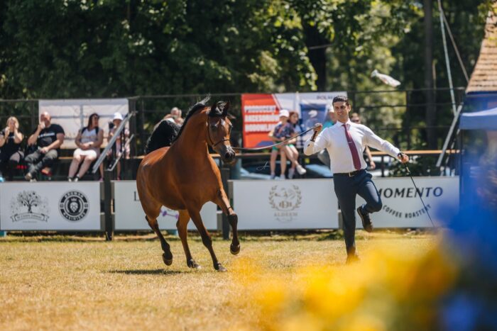 Enrico Mearelli joins the Białka-bred and -owned Ejna to win the gold medal in the Junior Mares Championship – Photo by Auriane Schwanen