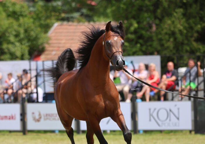 Expressive Poker Move underway to win gold in the Junior Stallion Championship – Photo by Sylwia Iłenda