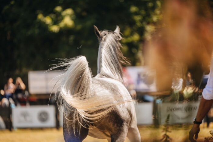 An exceptionally artistic photo of the mare Estymacja FA – Photo by Auriane Schwanen
