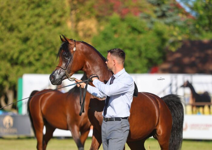 Two focused gentlemen, Palatyn PA and Paweł Syliwoniuk, their heads held high, aiming for gold in the Junior Stallion Championship at the International show – Photo by Sylwia Iłenda