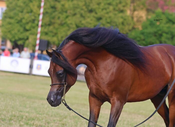 Gold medallist of the Senior Stallion Championship, Nisser Babel, ages like fine wine – Photo: Sylwia Iłenda