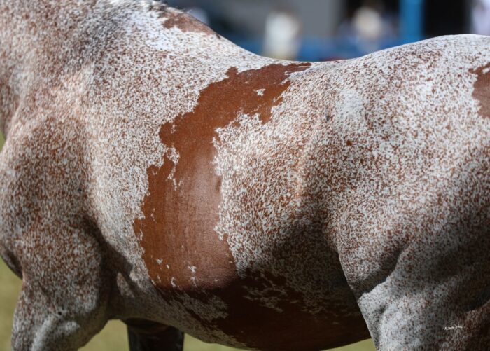 Piernat, the best Pure Polish stallion, stands out with his extremely interesting coat – Photo by Sylwia Iłenda