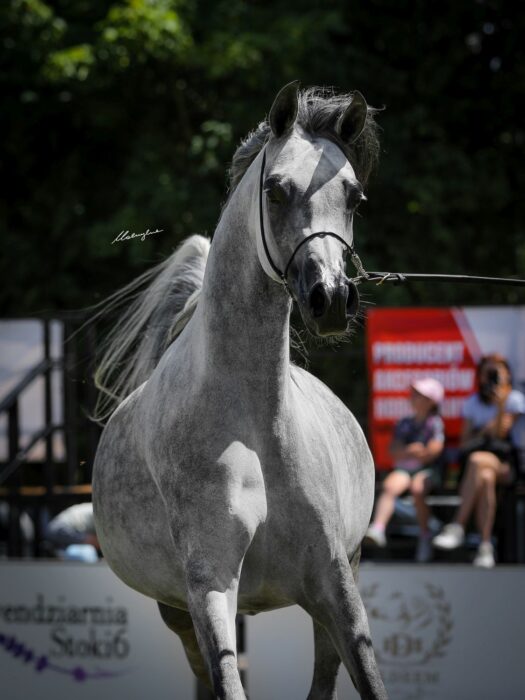 Phenomenal FA Estymacja, portrait-style – Photo by Patrycja Makowska