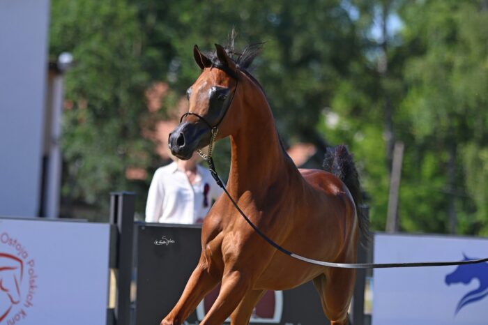 Posiadający potencjał gwiazdy światowego formatu, nadal nieśmiały ozłocony roczniak: Gellatto – Fot. Sylwia Iłenda