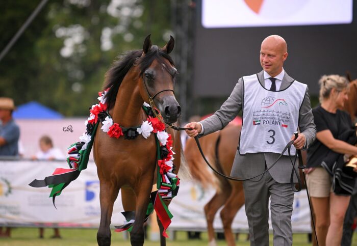 Czempionka Klaczy Rocznych Emirates Arabian Horse Global Cup: Nadzieja SW – Fot. Ewa Imielska-Hebda