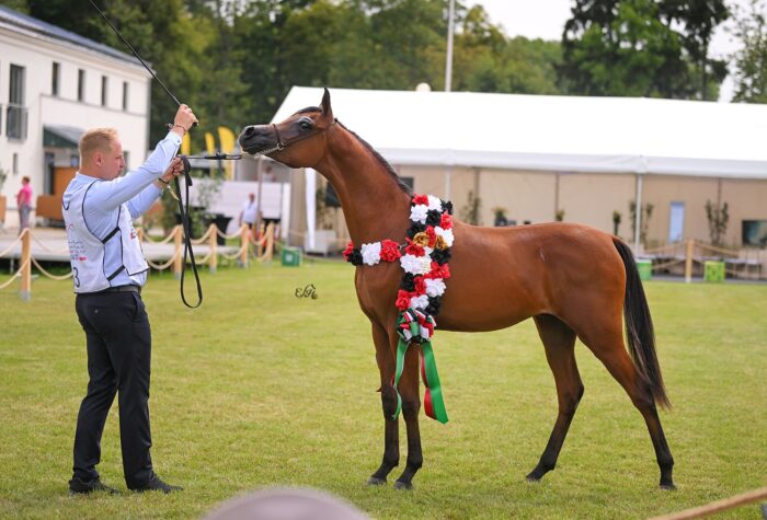 Czempion Ogierów Rocznych Emirates Arabian Horse Global Cup: Elamir Sahir – Fot. Ewa Imielska-Hebda