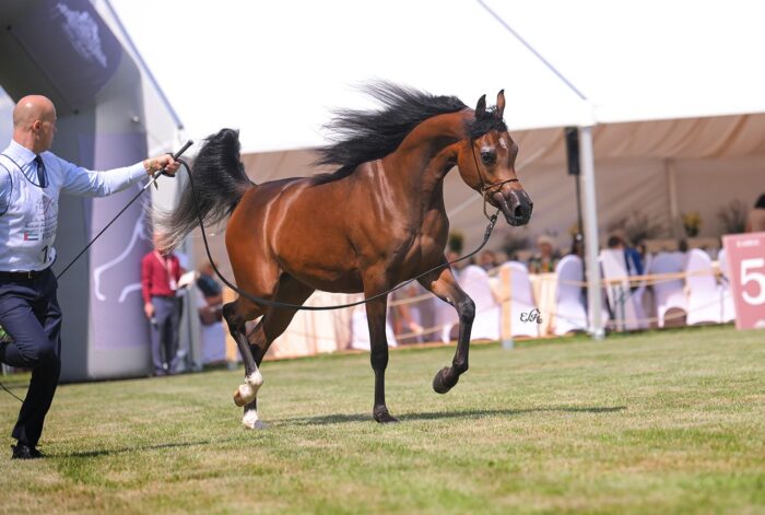 Czempionka Klaczy Młodszych Emirates Arabian Horse Global Cup: Psyche Roksana – Fot. Ewa Imielska-Hebda