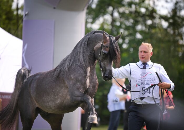 Czempion Ogierów Młodszych Emirates Arabian Horse Global Cup: Phenix Al Miro – Fot. Ewa Imielska-Hebda