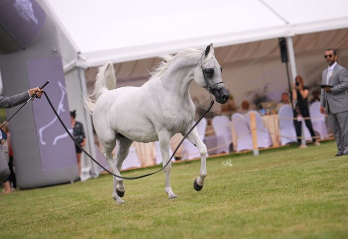 Czempionka Klaczy Starszych Emirates Arabian Horse Global Cup: Anawera – Fot. Ewa Imielska-Hebda