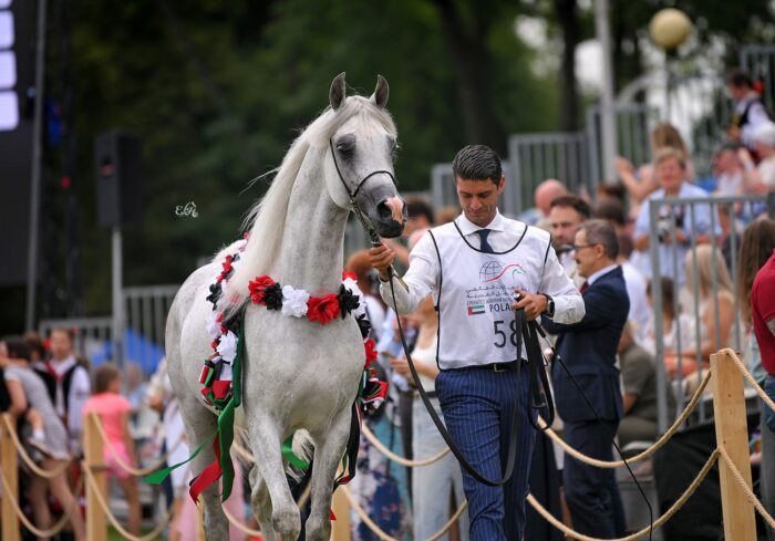 Czempion Ogierów Starszych Emirates Arabian Horse Global Cup: Evening Star – Fot. Ewa Imielska-Hebda