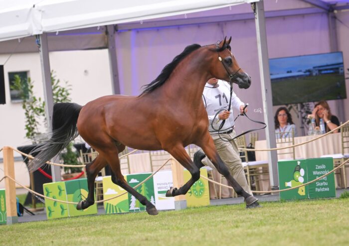 Złoty Czempion Ogierów Młodszych Pokazu Narodowego: Etyl – Fot. Ewa Imielska-Hebda