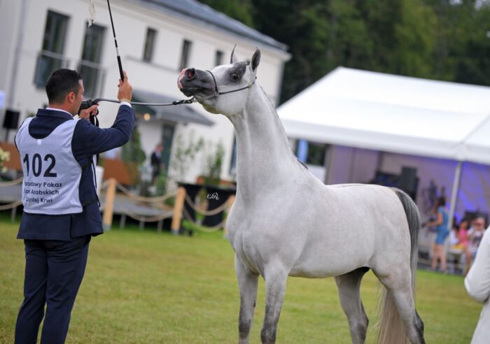 Złoty Czempion Ogierów Starszych Pokazu Narodowego: El Draco RA – Fot. Ewa Imielska-Hebda