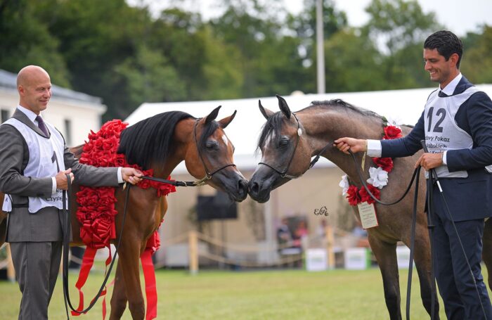 Psyche Alia, Złota Czempionka Klaczy Rocznych Pokazu Narodowego, ze swoją srebrną koleżanką Zanellą – Fot. Ewa Imielska-Hebda