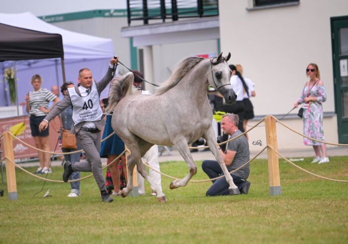 Złota Czempionka Klaczy Młodszych Pokazu Narodowego: Anagramma – Fot. Ewa Imielska-Hebda