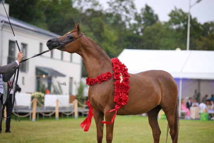 Złota Czempionka Klaczy Starszych Pokazu Narodowego: Encarina – Fot. Ewa Imielska-Hebda